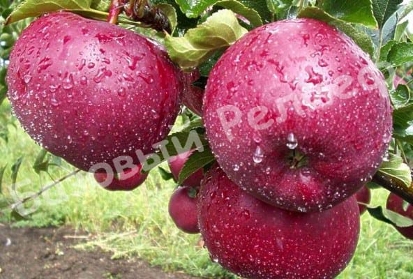 Яблоня Макинтош