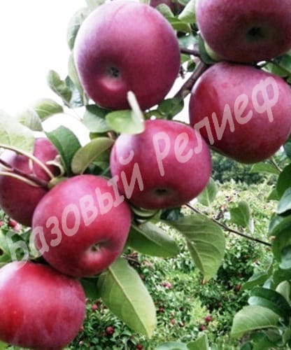 Яблоня Макинтош