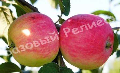 Яблоня Мельба