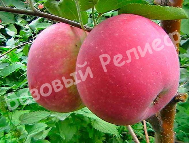 Яблоня Память Воину