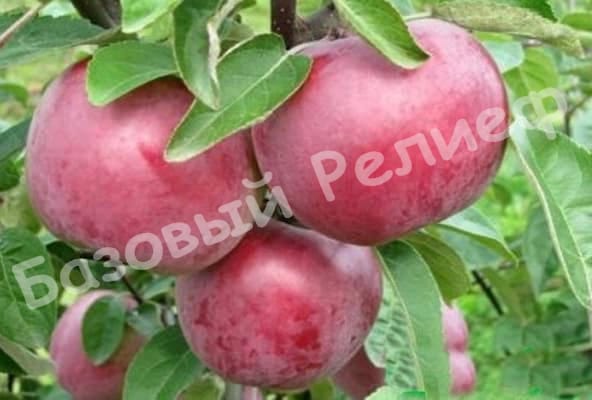Яблоня Память Воину