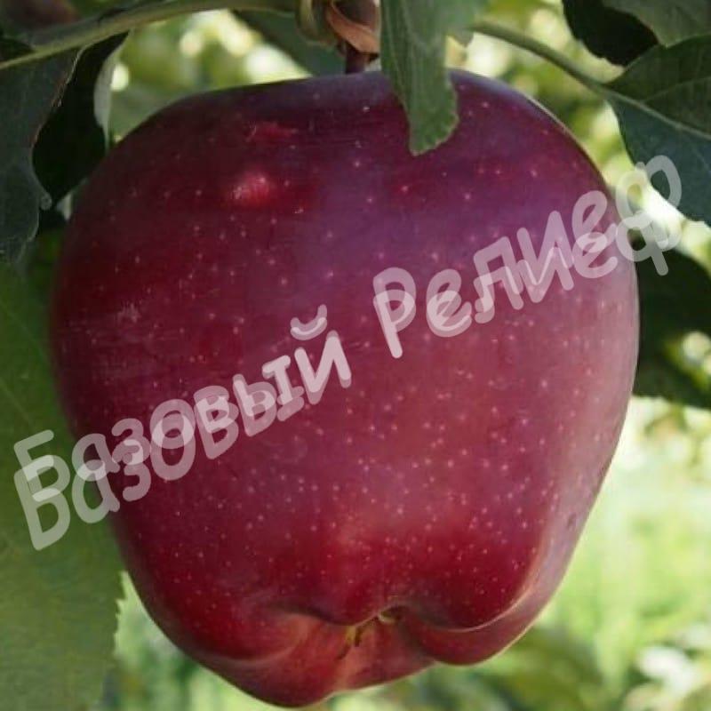 Яблоня Ред Стар
