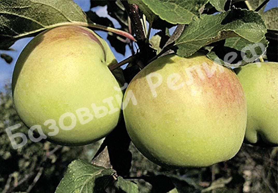 Яблоня Синап Орловский