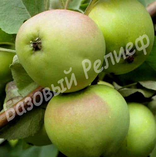 Яблоня Синап Орловский
