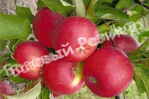 Яблоня Уэлси