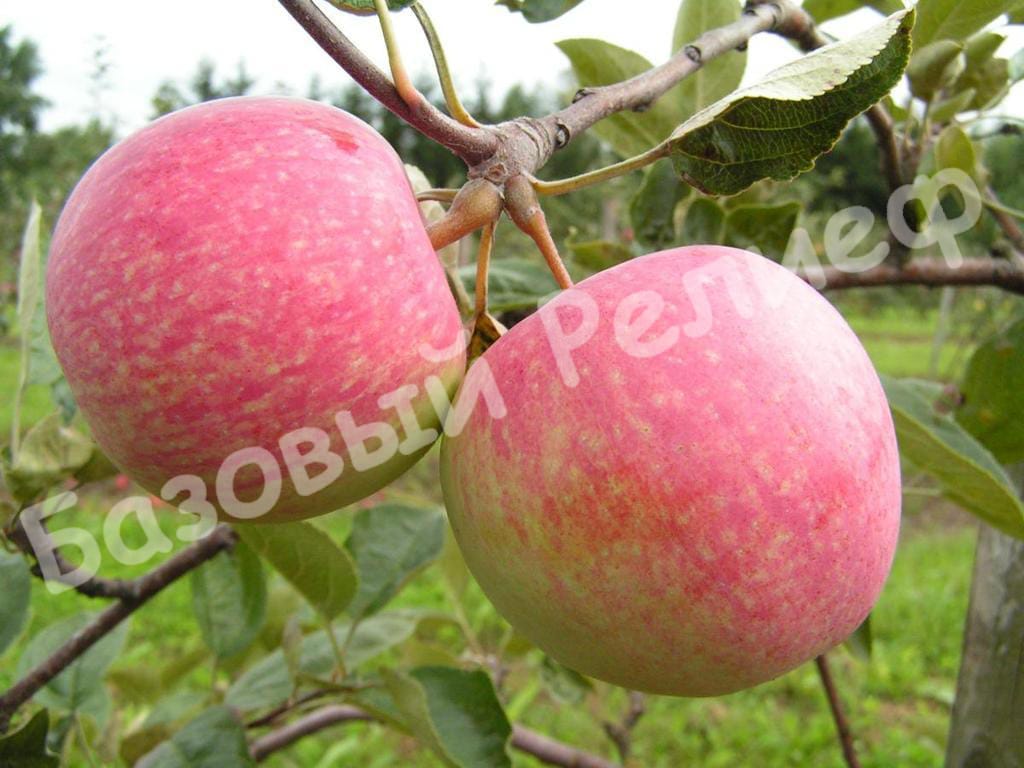 Яблоня Ветеран