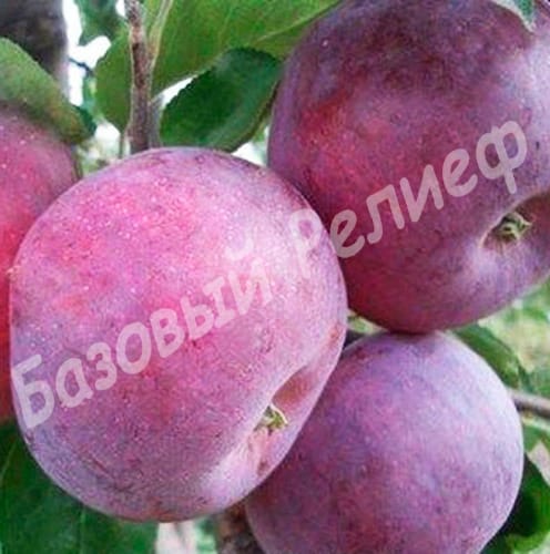 Яблоня Вильямс Прайд