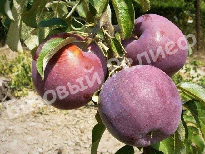 Яблоня Вильямс Прайд