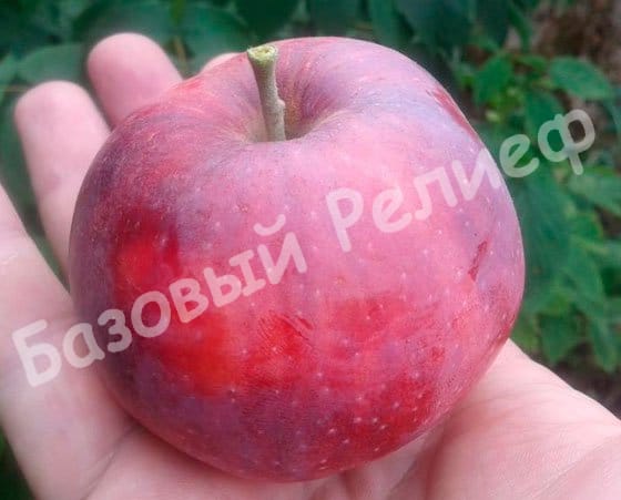 Яблоня Вильямс Прайд