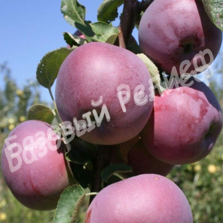 Яблоня Вильямс Прайд