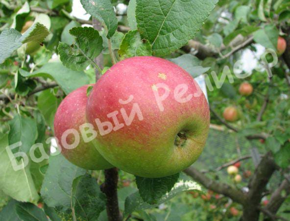 Яблоня Юный Натуралист