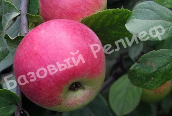 Яблоня Юный Натуралист