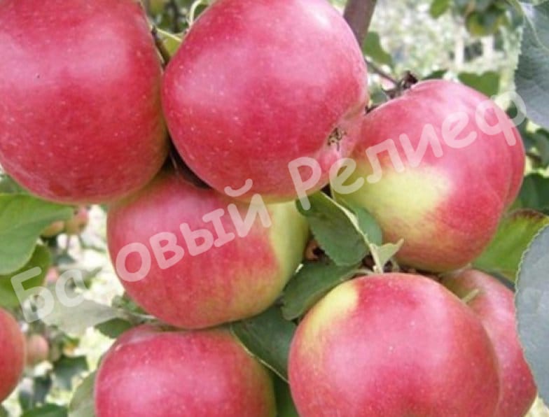 Яблоня Жигулевское