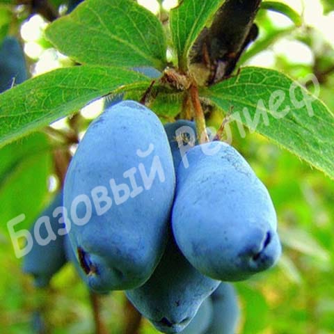 Жимолость Камчадалка