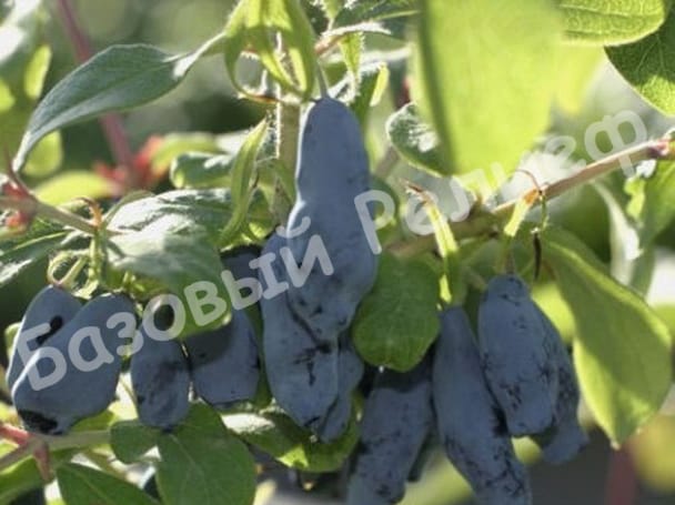 Жимолость Памяти Гидзюка