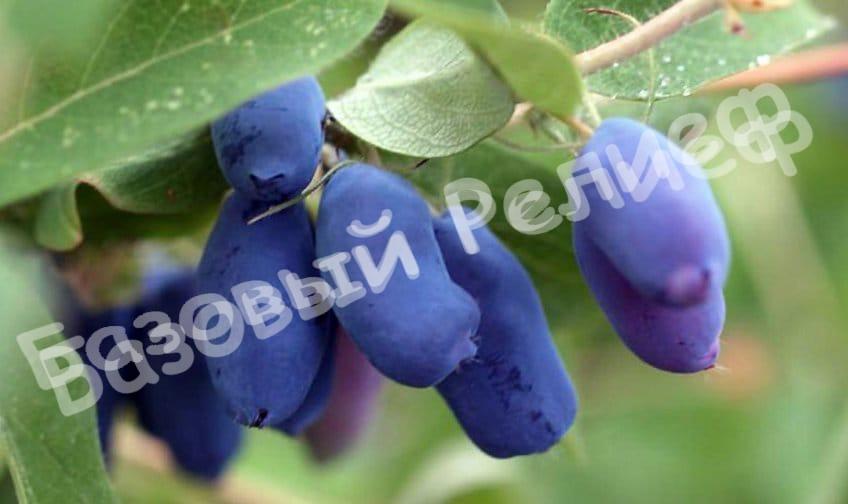 Жимолость Радость моя