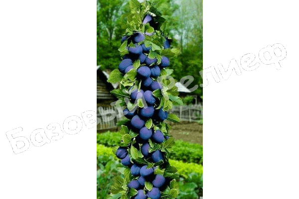 Алыча колоновидная Синяя