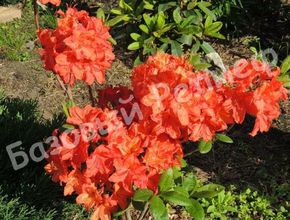 Азалия Фейерверк