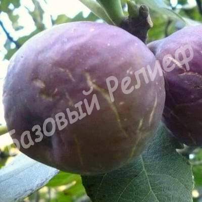 Инжир Абхазский фиолетовый