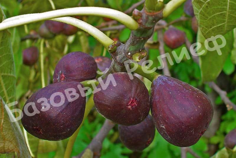 Инжир Абхазский фиолетовый