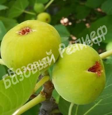 Инжир Белый Адриатический