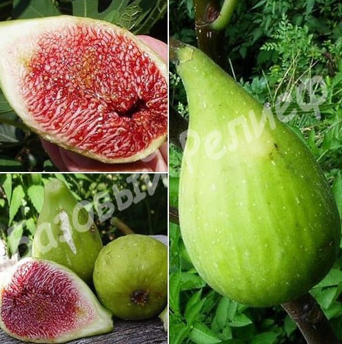 Инжир Далматский