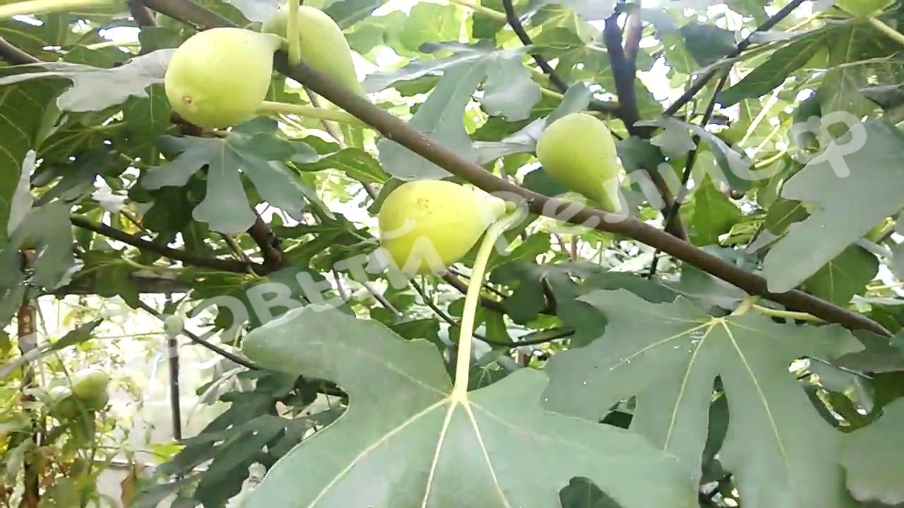 Инжир Далматский
