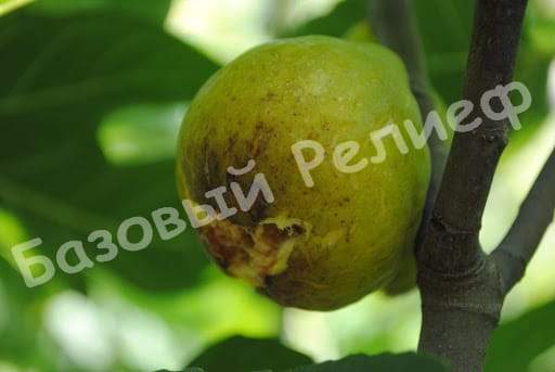 Инжир Дезерт Кинг