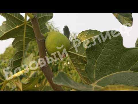 Инжир Дезерт Кинг