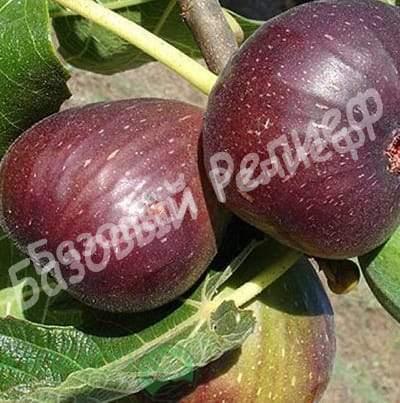 Инжир Рандино