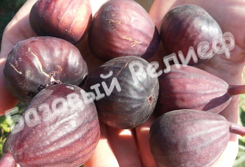 Инжир Сабруция Розовая