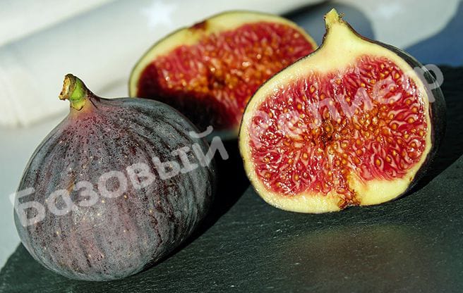 Инжир Сахарный Селестра