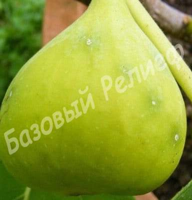 Инжир Закавказский зелёный