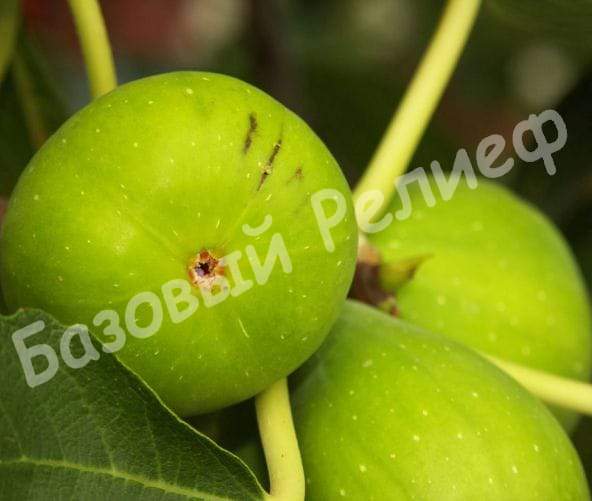 Инжир Закавказский зелёный