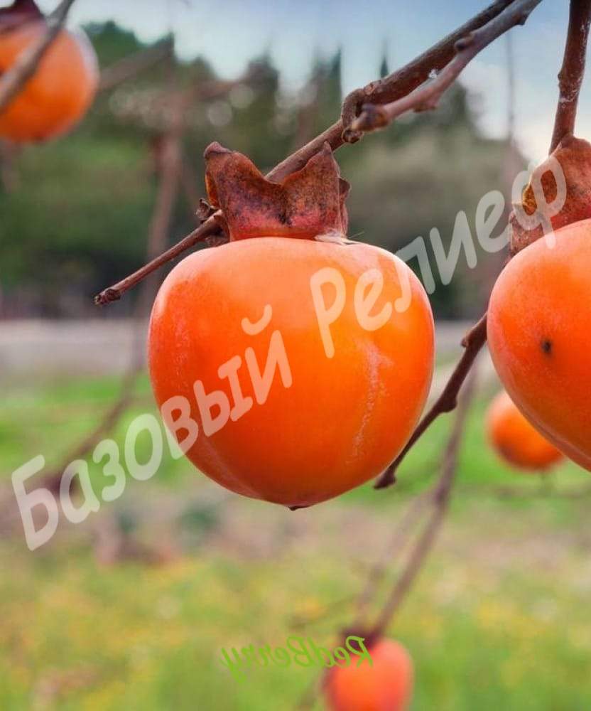 Хурма Бычье сердце