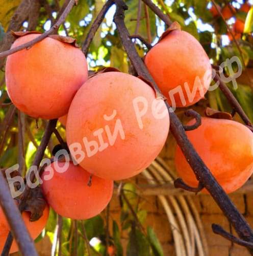 Хурма Дар Софиевки