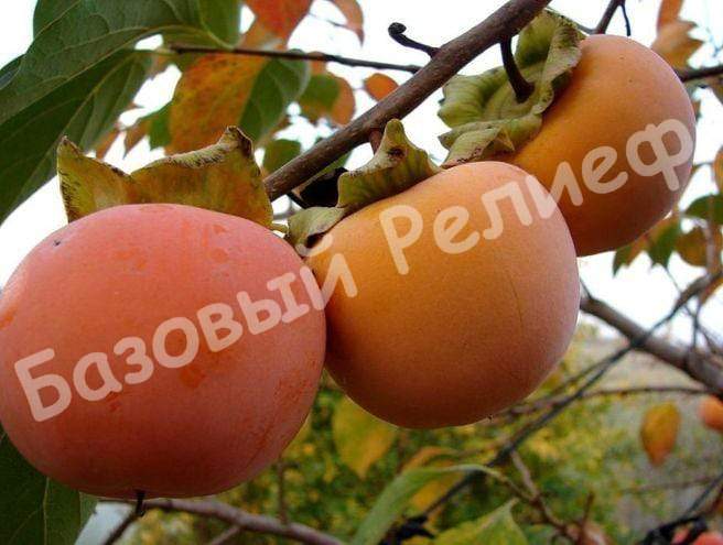 Хурма Джон Рик