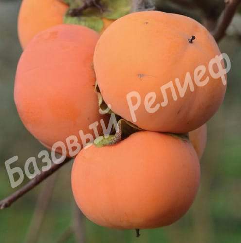 Хурма Гора Говерла