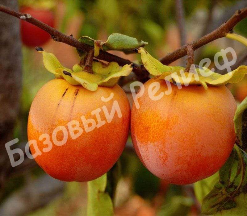 Хурма Королёк