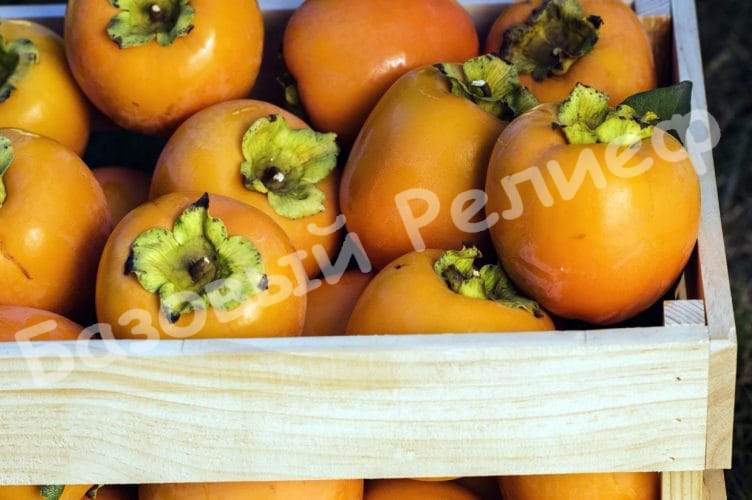 Хурма Красный бриллиант