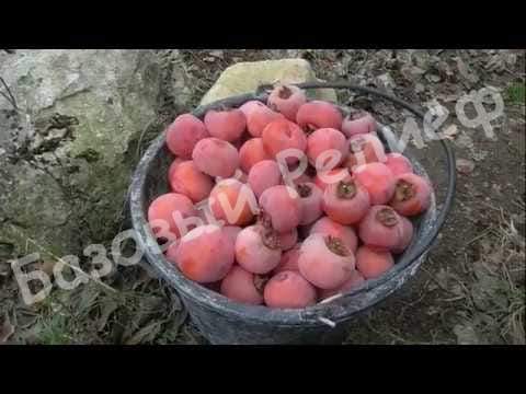 Хурма Никитская бордовая