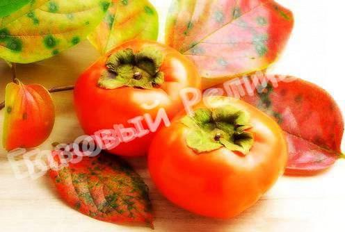 Хурма Никитская бордовая