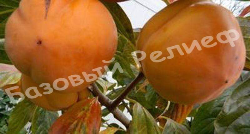 Хурма Роман Кош