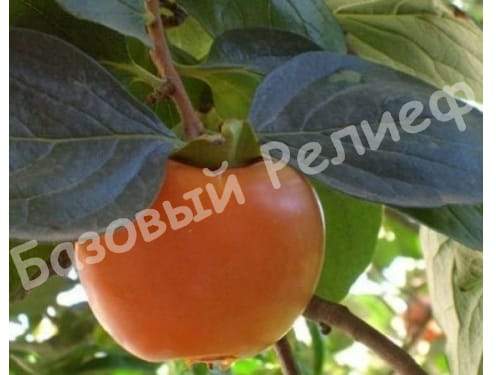 Хурма Роман Кош