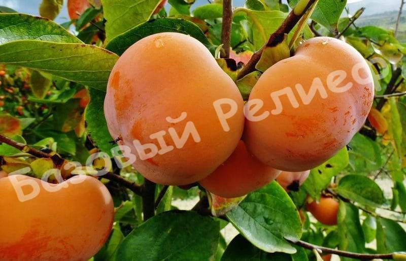 Хурма Россиянка