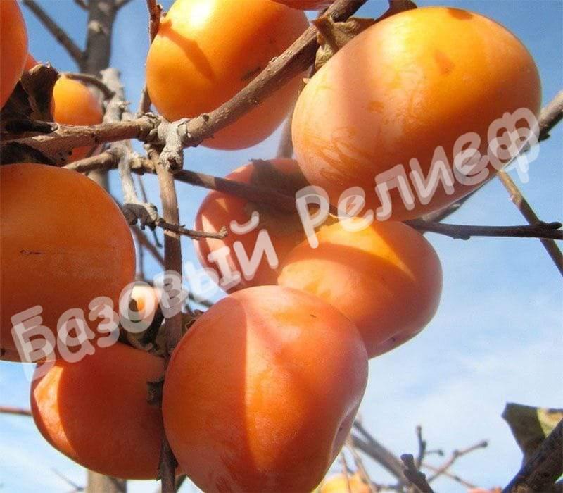 Хурма Сосновская
