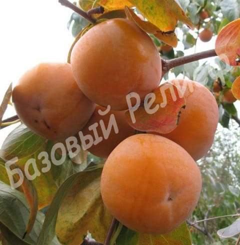 Хурма Сосновская