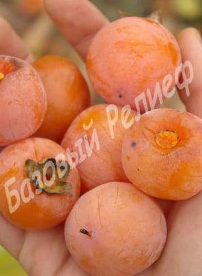 Хурма Виргинская