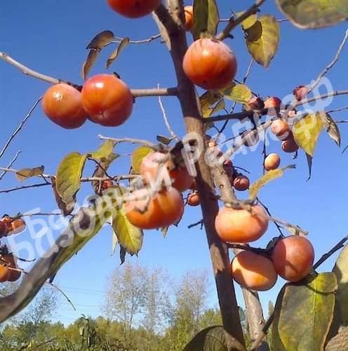 Хурма Виргинская
