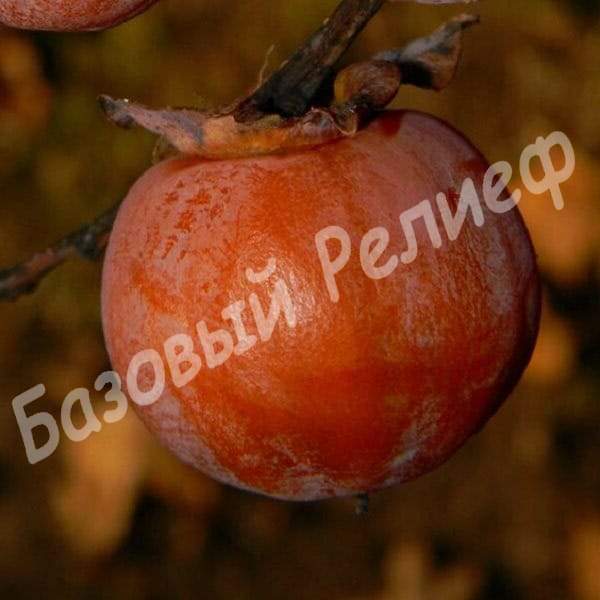Хурма Зенджи мару